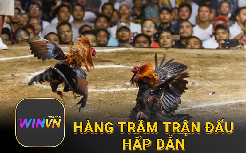 Hàng trăm trận đấu hấp dẫn