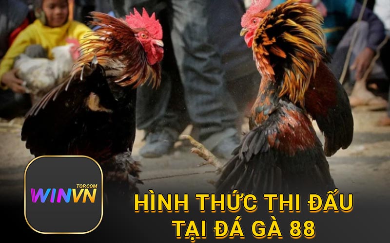 Hình thức thi đấu tại đá gà 88