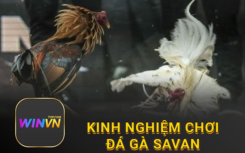 Kinh nghiệm chơi đá gà savan