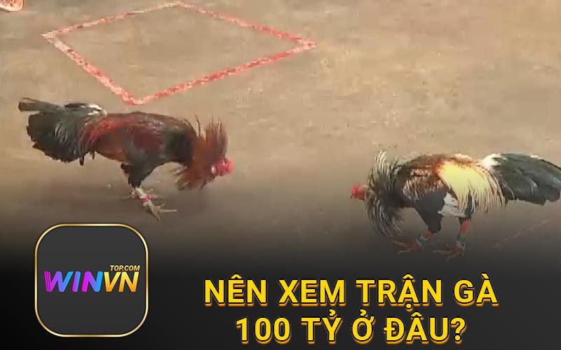 Nên xem trận gà 100 tỷ ở đâu?