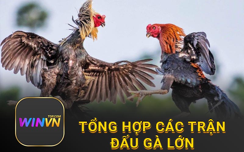 Tổng hợp các trận đấu gà lớn