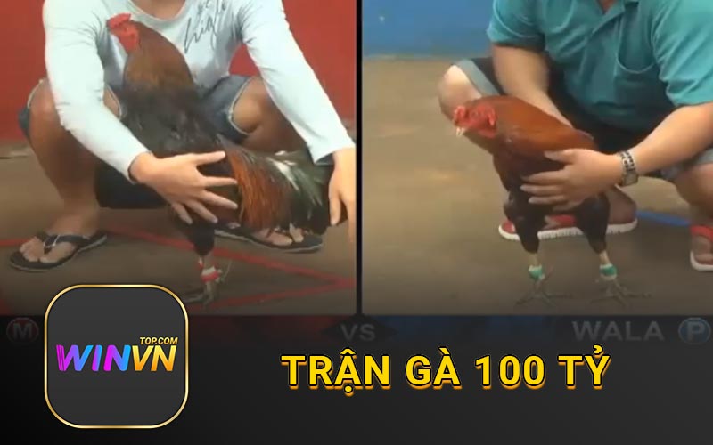 Trận gà 100 tỷ